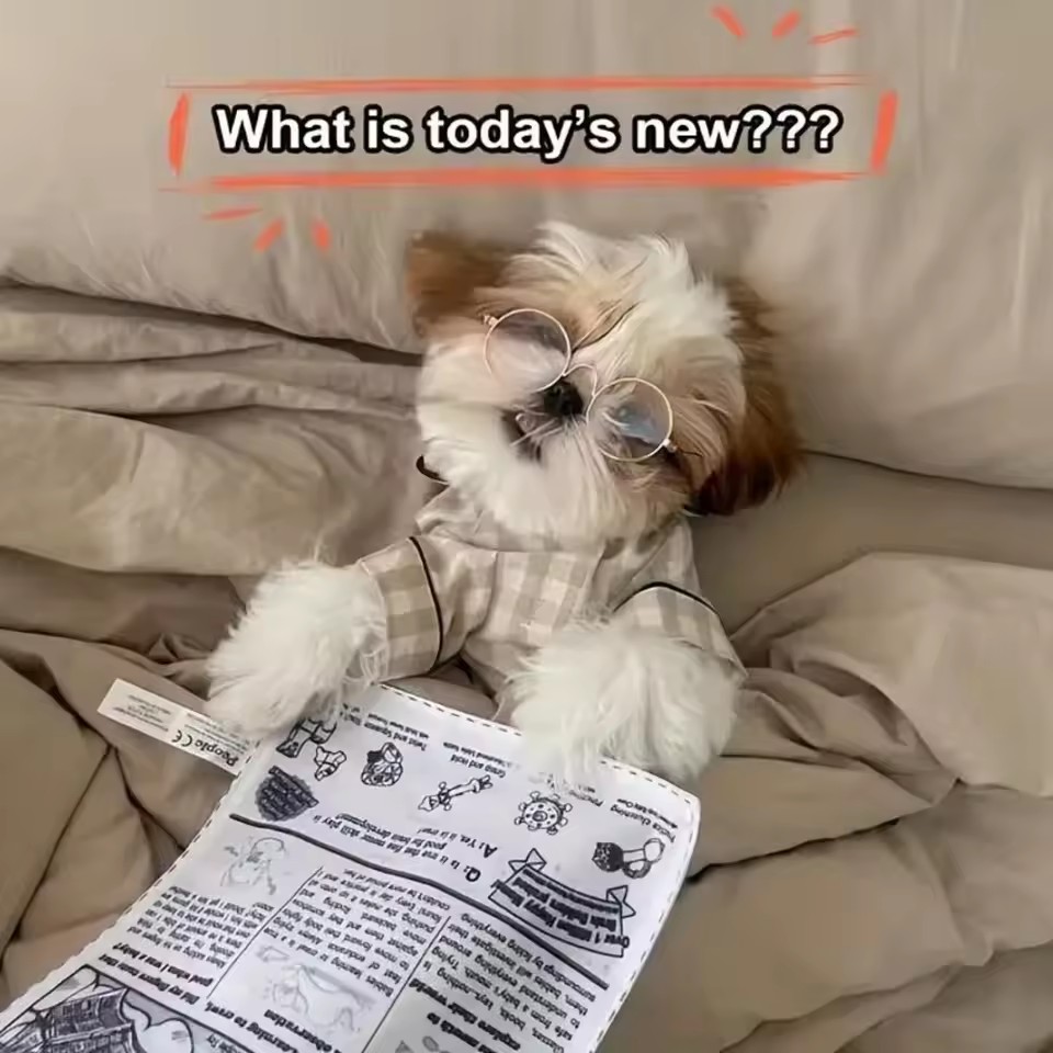 Isırmaya dayanıklı gazete kağı - Pet Dental Chew Toy incelemesi ve fiyatı