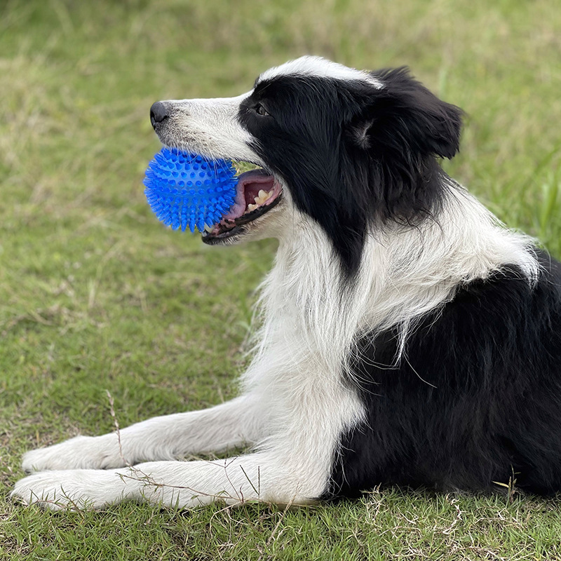 TPR Gıcırtılı Köpek Çiğneme Di - Pet Dental Chew Toy incelemesi ve fiyatı