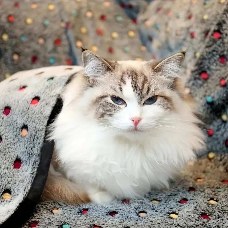 3 adet yumuşak kabarık evcil h - Pet Supplies Direct incelemesi ve fiyatı